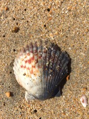 Sea shell on the sea shore