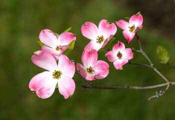 Pink dogwood blossomsin the spring, salem, Oregon
