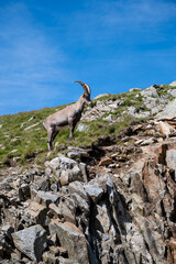 Cabras de montaña en Chamonix