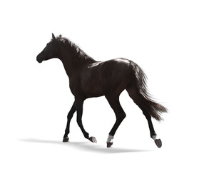 Obraz na płótnie Canvas Dark bay horse running on white background. Beautiful pet