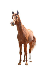 Chestnut horse standing on white background. Beautiful pet