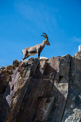 Cabras de montaña en Chamonix