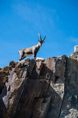 Cabras de montaña en Chamonix