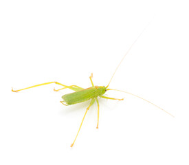 Grasshopper in front.