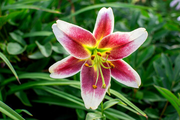 pink lily flower