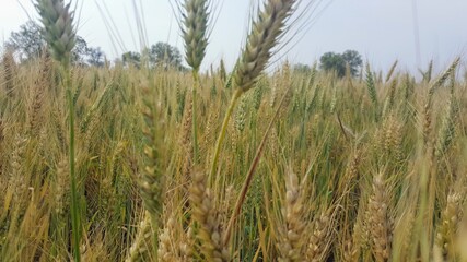 field of wheat