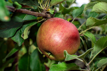 large red apple on a branch on a sunny day