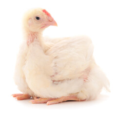 Chicken or young broiler chicken.