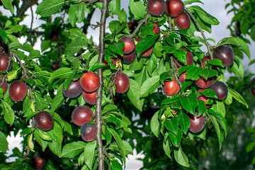 large ripe plums on a branch in the garden