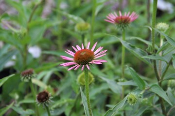 flower, nature, garden, plant, pink, flowers, summer, green, bloom, purple, echinacea, beauty, flora, blossom, daisy, bee, yellow, macro, beautiful, petals, petal, floral, coneflower, spring, white