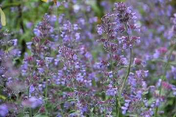 lavender, flower, purple, flowers, plant, nature, field, garden, green, heather, violet, summer, herb, blossom, floral, aroma, flora, bloom, macro, pink, bush, spring, herbal, blooming, wild