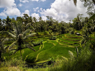 Tegalaland Rice Field in Bali