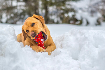 Playful yellow fox red labrador retriever playing in deep snow with her favourite red toy on a cold winter day