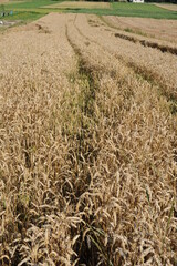 Golden wheat grain and straw cereal waiting for harvest in summer