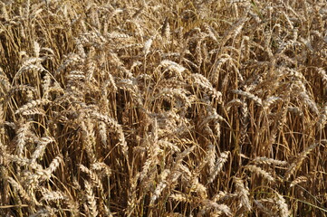 Golden wheat grain and straw cereal waiting for harvest in summer
