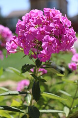 Obraz premium Home and garden Phlox flowers