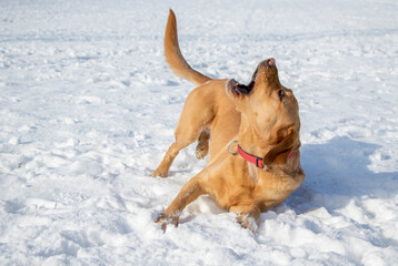 Playful Yellow fox red labrador retriever performing roll over trick in snow on a cold winter day. 