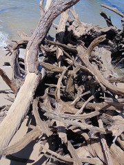 Drift Wood 1

