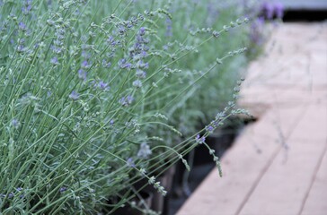 lavender, flower, purple, nature, plant, flowers, grass, nature, green, water, plant, path, summer, web, road, field, spring, garden, meadow, abstract, texture, macro, forest, landscape, violet, aroma