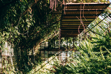 Old abandoned glass greenhouse overgrown with trees and plants in the sun.