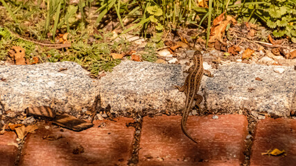 Beautiful lizard lying on a paving stone