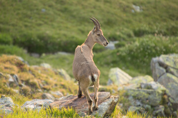 Stambecco di schiena in montagna
