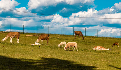 Beautiful lamas and goats at the famous Waldwipfelweg, Saint Englmar, Bavarian forest, Bavaria, Germany