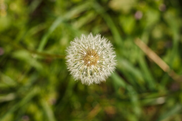 Fluffy dandelion on a green background close up. Shallow depth of field (DOF)