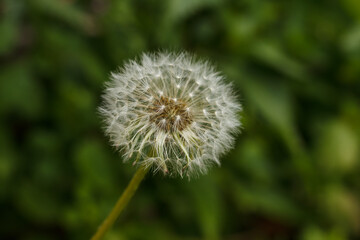 Fluffy dandelion on a green background close up. Shallow depth of field (DOF)