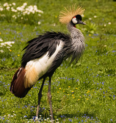 Fototapeta premium Beautiful crowned crane standing on a flower meadow