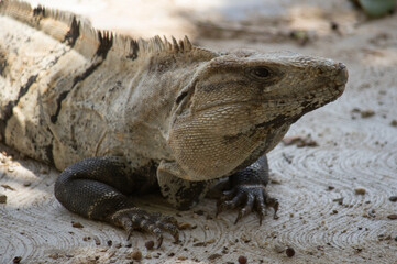 Tropical wildlife. Giant lizard. Closeup of an iguana standing on a rock in the jungle.