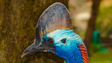 Beautiful cassowary standing in front of a tree