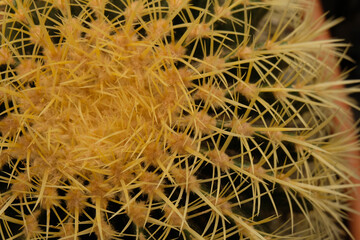 Big round Cactus with lots of thorns. Centered big chubby round dark green Cactus with lots of thorns spikes with blurry background during daylight in botanical