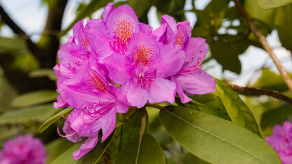 Obraz premium Beautiful orchids at Vogelpark Irgenöd, Ortenburg, Bavaria, Germany