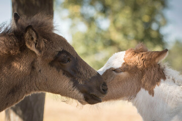 Fohlen beschnuppern sich