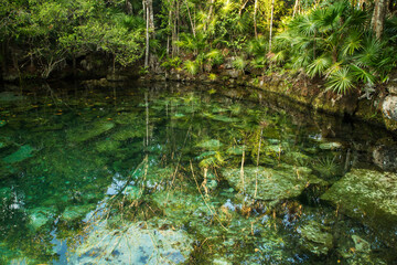 Enchanting tropical environment. Emerald color water cenote in the jungle. Natural pond with transparent water and a rocky bed, surrounded by the rainforest trees foliage.