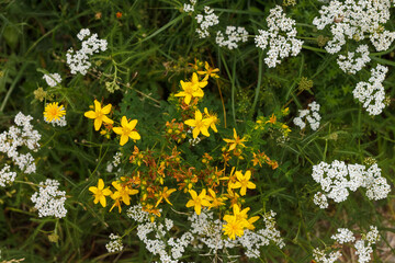 Yellow and white wildflowers in a field. Top view