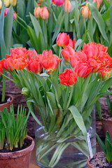 Orange  tulips bloomed in the spring in the garden. These bulbs are widely used in landscape design.