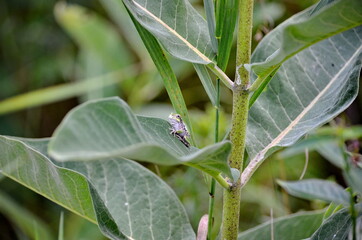 Gray Tree Frog on a milkweed plant in Ontario, Canada.