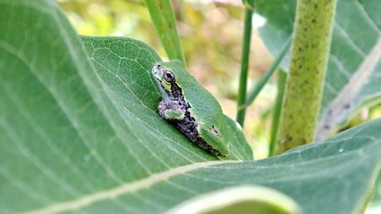 Gray Tree Frog on a milkweed plant in Ontario, Canada.