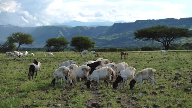 Flock of sheeps Grazing on a Natron Lake Coast in Rift Valley with Green Mountain Slopes on background. Maasailand, Engare Sero, Natron lake coast, Rift Valley