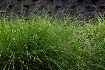 Long grass leaves forming a pattern resembling an interesting texture