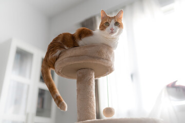 gato blanco y marron sentado en la cima de una torre rascador,  mira a la camara