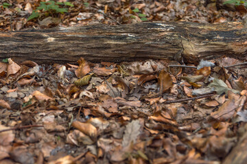 Big old trunk in the forest ground on a countryside