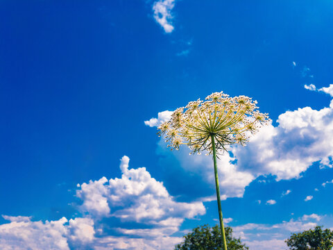 Umbrella of a meadow flower with white flowers against a blue sky with white clouds on a sunny summer day.