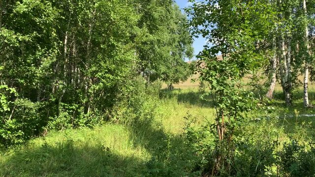 Beautiful thick green birch forest. Summer landscape. The sun breaks through the tree crown.