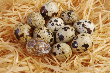 Obraz premium Quail eggs in a nest made of wood chips.