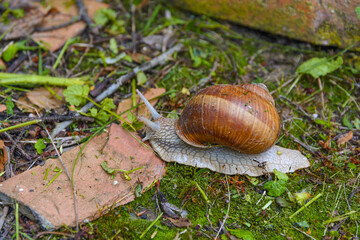 Big snail in shell crawling in the garden on country side