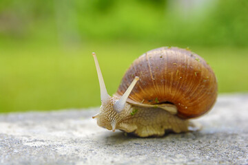 Big snail in shell crawling on road, animal macro shot with green bg