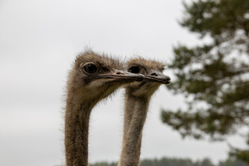 ostrich head in close-up against the backdrop of nature